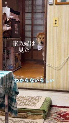 壁の陰から飼い主を見つめる犬