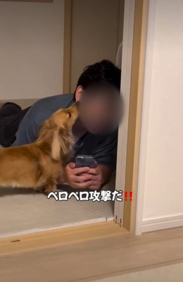 顔をなめる犬1