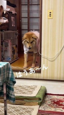 か細い声をあげる犬