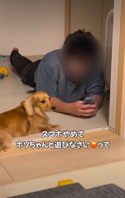 遠くを見る犬