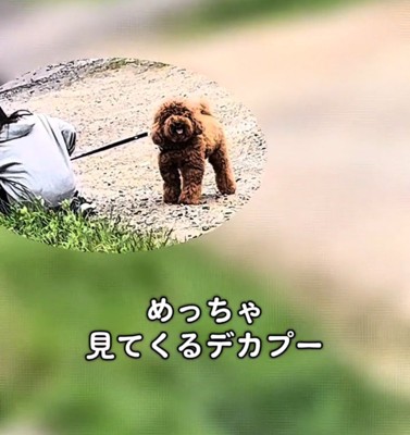 母親のいる方を見つめる犬