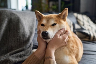 柴犬の頬をつまむ