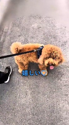 女の子と母親の間で立ち止まる犬