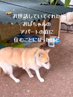 自分の小屋の近くを歩く犬