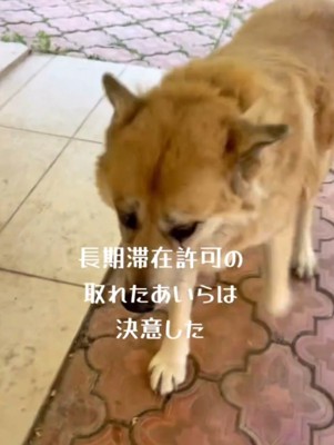 投稿者の方へ歩いてくる犬
