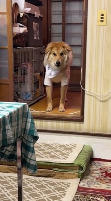 段差の前に立つ犬