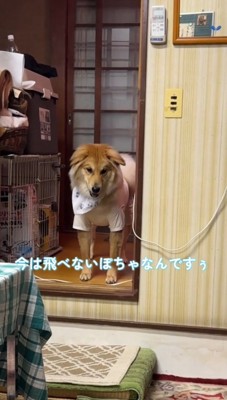 飼い主に訴えるように声をあげる犬