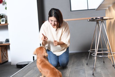 犬のトレーニング