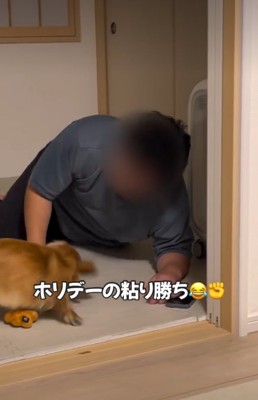 伏せる犬