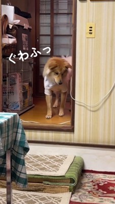 壁の陰に隠れる犬