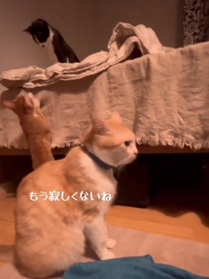 室内でそれぞれに過ごしている3頭の猫