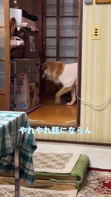 廊下の奥に向かう犬
