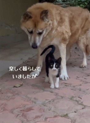 投稿者のアパートにやってきた犬