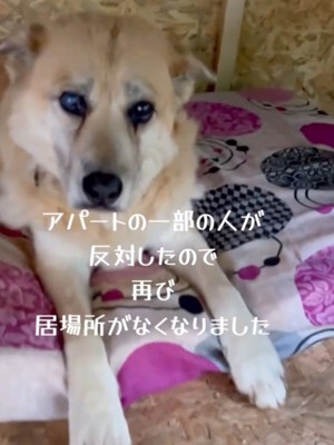小屋の中でジッとしている犬
