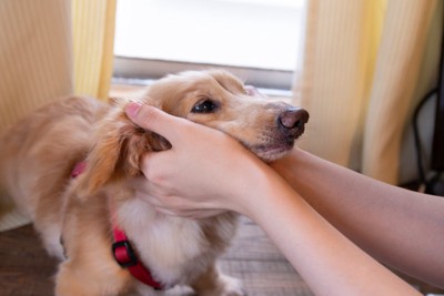 愛犬を褒める