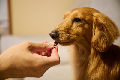 犬におやつを与える