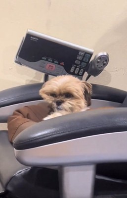 寝癖のついた犬2