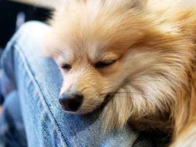 膝上で甘える犬