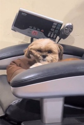 寝癖のついた犬1
