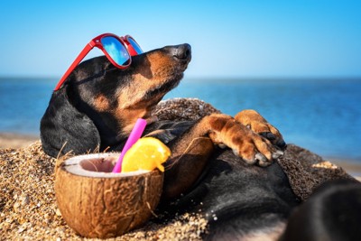 夏のビーチの犬