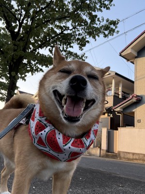 ニコニコ