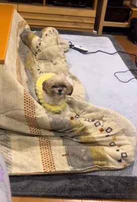 カメラ目線の犬