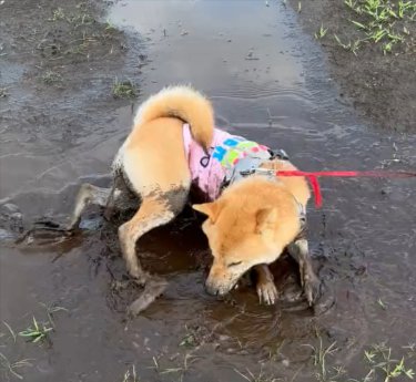 水たまり