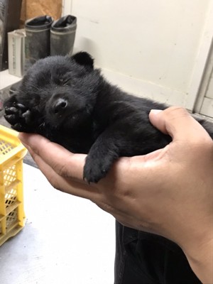 子グマ