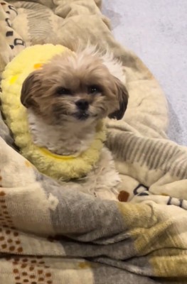 微笑む犬1