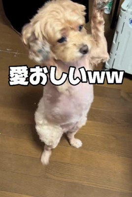 おやつの前では万歳!!
