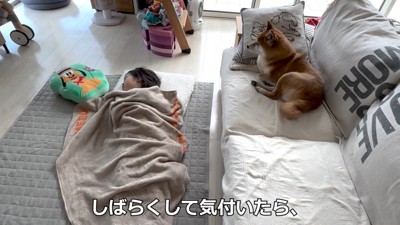 ソファの上から見守ることに