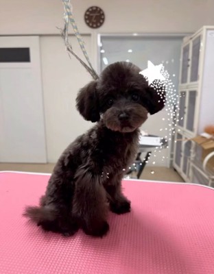 カットした犬