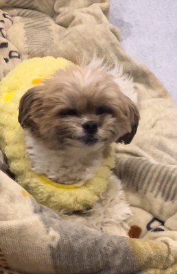 微笑む犬2