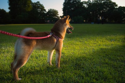 夕方に散歩する犬