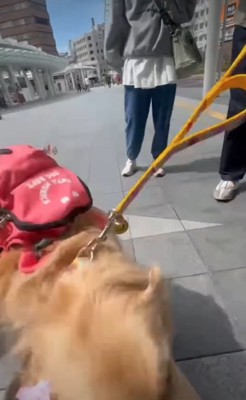 ぐるぐる回る犬