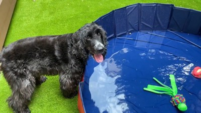ルーク君は水が怖くて入れません…！