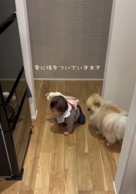 赤ちゃんの後追いをするコタローくん