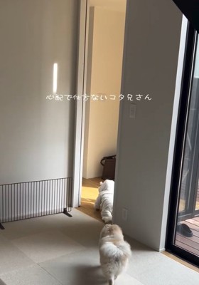 赤ちゃんに駆け寄るコタローくん