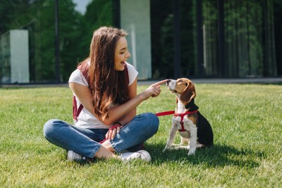 女性と遊ぶビーグル