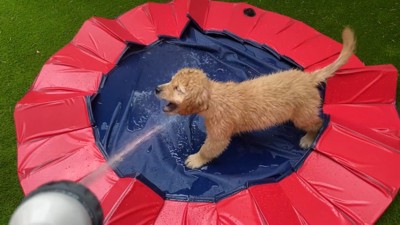 お水をパクパクッ