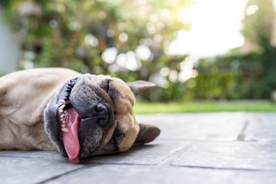 暑そうに横になる犬