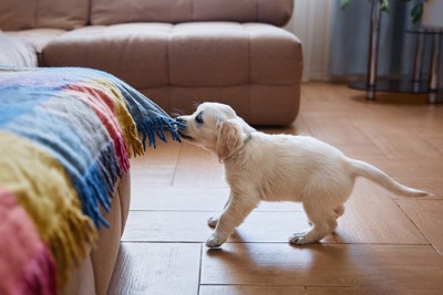 布を引っ張る犬