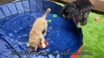 おもちゃで遊ぶるこる君