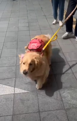 駆け寄ってくる犬