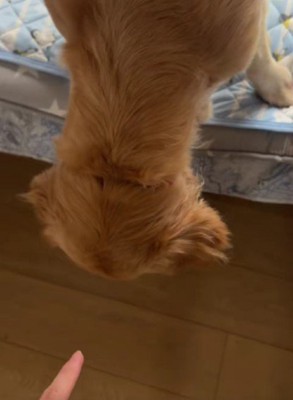 素直に降りるエマちゃん