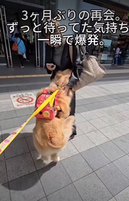 ジャンプする犬