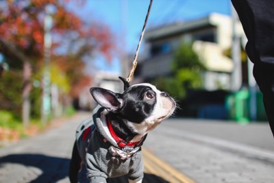 散歩中見上げる犬