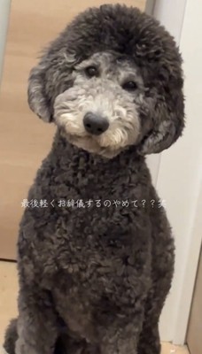 じっと見つめる犬