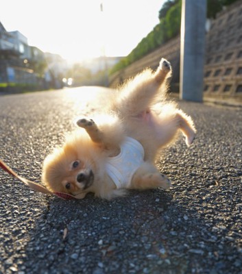 ダンスの練習かな？