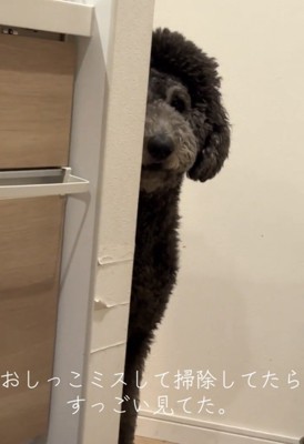 壁越しに見つめる犬